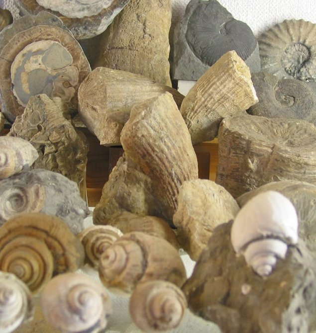 Schneckenstein-Sammlung