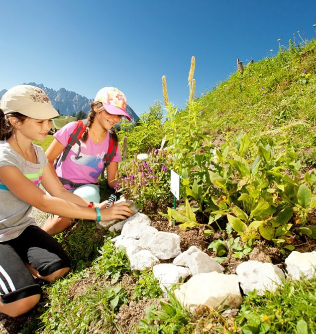 Bunter Alpenblumengarten an der Bergstation der Hornbahn