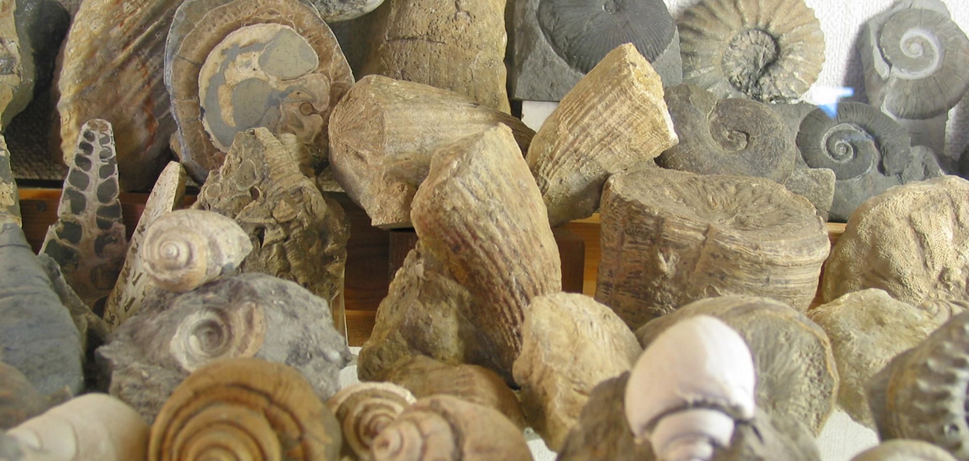 Fossile Schneckensteine von der Schneckenwand in Russbach